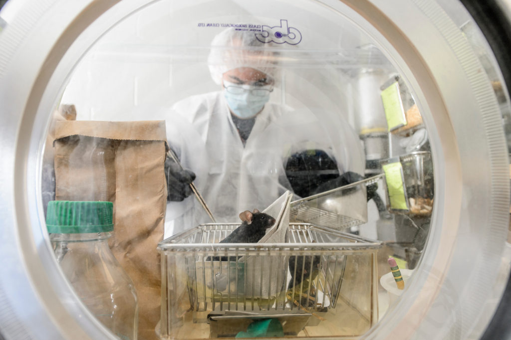 Nacho Vivas, lab manager at the Rey Lab, checks on a group of germ-free mice inside a sterile environment