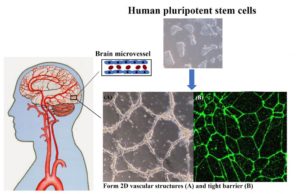 An illustration of how scientists may make a human blood-brain barrier
