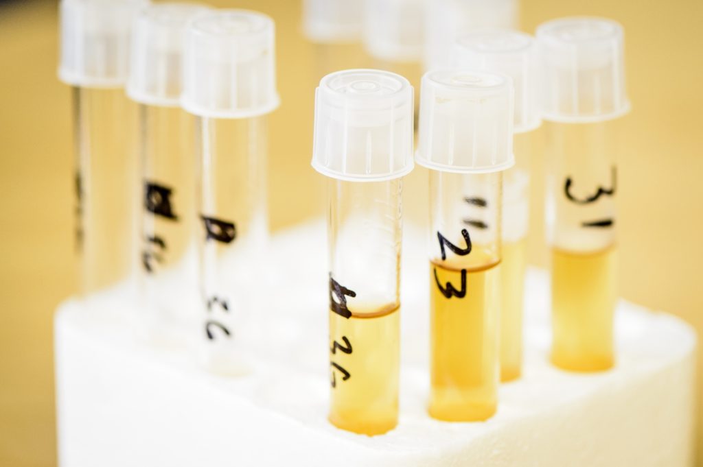 Vials containing different strains of wild Wisconsin yeast sit on a table during a FS 551: Fermented Food and Beverage class taught by Nick Smith, associate outreach specialist in the Department of Food Science at the University of Wisconsin-Madison, on April 25, 2018. The students in the course are helping to test the strains for suitability in bread baking, and are partnering with Clasen's Bakery in Middleton, Wisconsin to do so. (Photo by Bryce Richter / UW-Madison)