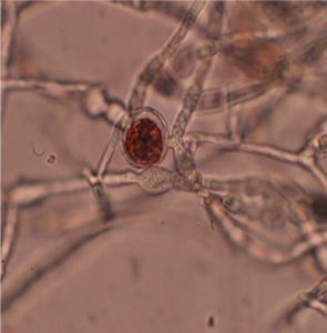 An image of the antimicrobial compound getting inside the fungus.